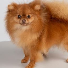 Pomeranian All Grown Up from Melissa Holler