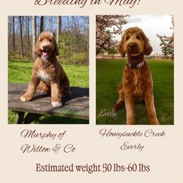 Goldendoodle puppies from Honeysuckle Creek Goldendoodles