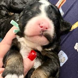 Green collar boy - Tri-color male Bernedoodle puppy in Lake, Michigan from 3 King Doodles & Poodles
