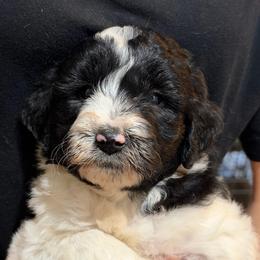 Black collar - Parti male Goldendoodle puppy in Mc Cook, Nebraska from Powers Doodles
