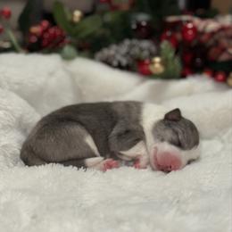 Girl 1 - Slate merle female Border Collie puppy in Jonesboro, Arkansas from Hampton Border Collies