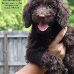 Ariel - Cream female Goldendoodle puppy in Palmetto Bay, Florida from SOMIDOODLES
