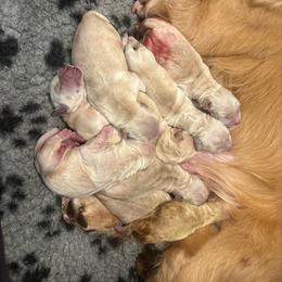 Female 1 - Golden female Golden Retriever puppy in Menifee, California from The Golden Leash Kennels