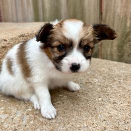 Cinderella (purple) - White and sable female Papillon puppy in Chattanooga, Oklahoma from Lottie Dottie Scottie’s and Papillons