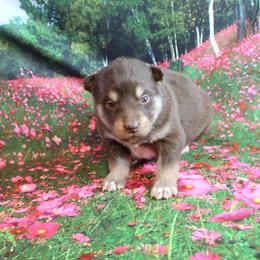 Alaskan Malamute Puppies from New River Valley Malamutes