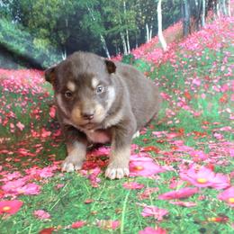 Alaskan Malamute Puppies from New River Valley Malamutes