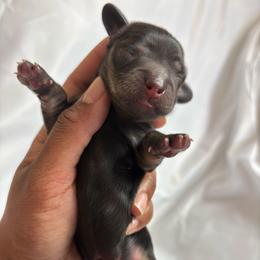 Glisten - Black and tan male Dachshund puppy in Orem, Utah from Miekca’s Dachshunds