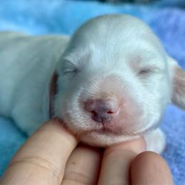 Girl 1 - Cream female Dachshund puppy in Allenhurst, Georgia from B’s Dapper Dachshunds