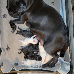 Boy 3 - White male Pug puppy in Phoenix, Arizona from Pug Place Phoenix