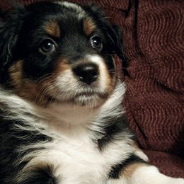 Girl 3 - Australian Shepherd puppy in Belews Creek, North Carolina from Tilley's Aussies