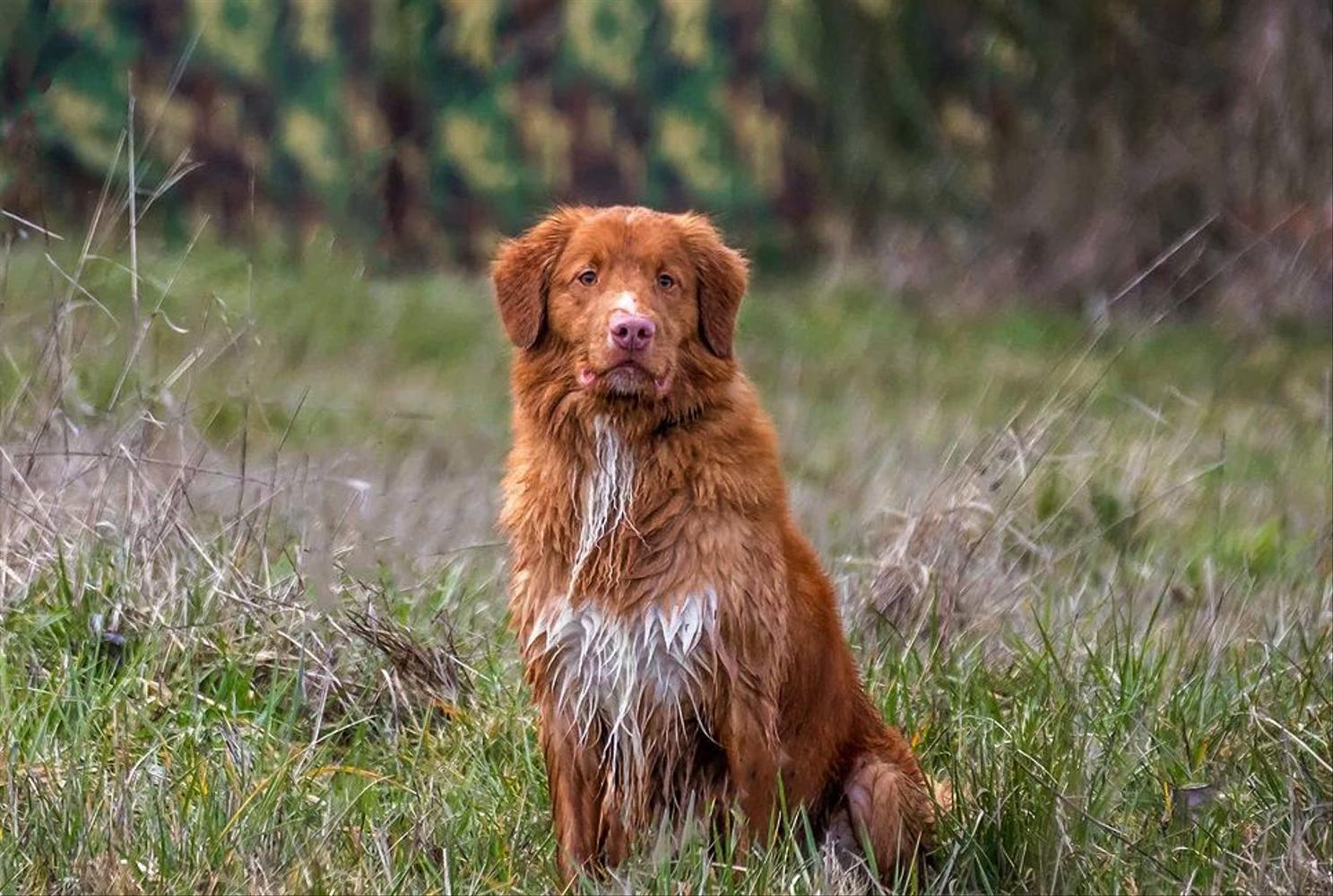 Toller sitting in a field