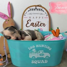 Francesca - Blue Harlequin tp or bp - Harlequin female Great Dane puppy in Morton, Illinois from That Gurl K9s
