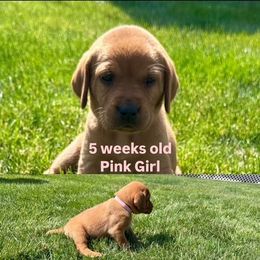 Labrador Retriever Puppies from McEnpoint Red Labs