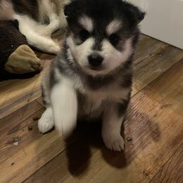 Blitzen - Black and white male Pomsky puppy in Diamond Lake, Washington from Husky Haven WA
