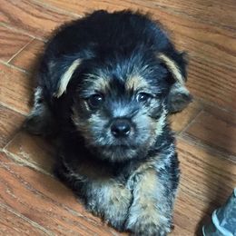 Norwich Terrier Puppies from Janora