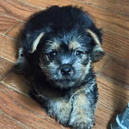 Norwich Terrier Puppies from Janora