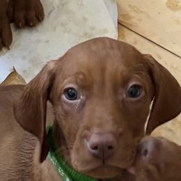 Theodore, Green - Golden rust male Vizsla puppy in Old Town, Florida from Foxfire Vizslas