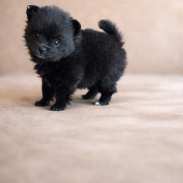 Pearl - Black female Pomeranian puppy in Woodbury, Tennessee from Hollis Creek Farm