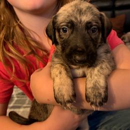 Shamrock - Brindle female Irish Wolfhound puppy in Uintah County, Utah from Bingo's Wolfhounds, Lollipop Pomskies