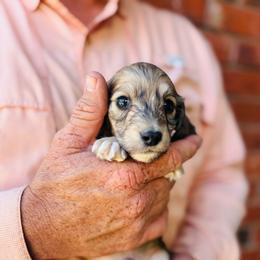 Boy 2 - Cream male Dachshund puppy in Altus, Oklahoma from Johnson Prairie Pups
