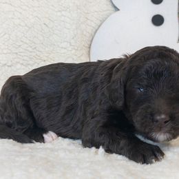 Boy 1 - Goldendoodle puppy in Almo, Kentucky from Elm Grove Doodles