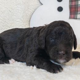 Boy 1 - Goldendoodle puppy in Almo, Kentucky from Elm Grove Doodles