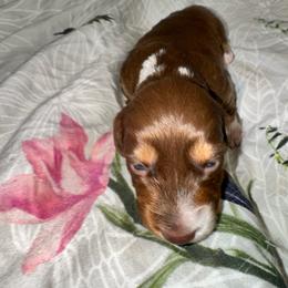 AKC male 2 - Chocolate and tan male Dachshund puppy in Knoxville, Tennessee from Thea's Puppies