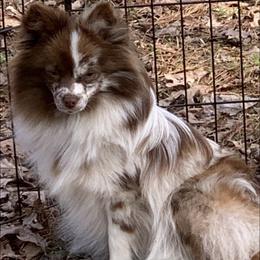 Lucy - Pomeranian