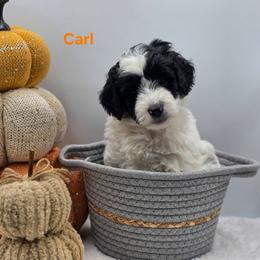 Carl - Black and white male Bernedoodle puppy in Summerville, South Carolina from Channys Doodles