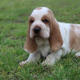 Diamond - Lemon and white female Basset Hound puppy in Missouri from Clevenger Farms