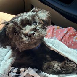 Shadow - Black male Yorkipoo puppy in Cameron, South Carolina from Sassy Sailor & Company