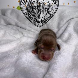 Toffee - Chocolate and tan female Dachshund puppy in Wytheville, Virginia from Dippin’ Dachs Mini Dachshunds