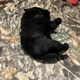 Labrador Retriever Puppies from LakeHouse Labrador Retriever