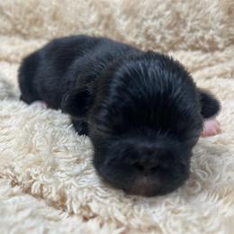 Full AKC Bailey - Black female Pekingese puppy in Hustontown, Pennsylvania from Triple I Pekes