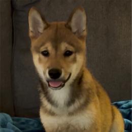 YOGI - Red male Shiba Inu puppy in Derby, Kansas from Heart’s Desire Shiba Inus