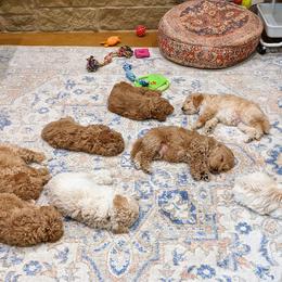 Double Doodle and Goldendoodle Puppies from Big Red Paw Doodles