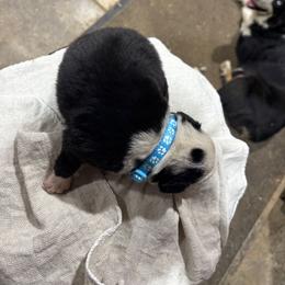 Girl 4 - Black tri-color female Australian Shepherd puppy in Almo, Kentucky from Riley's Paw Pals