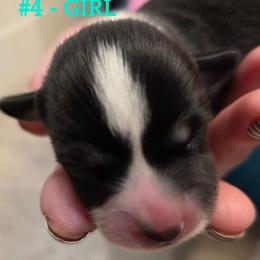 Puppy 4 - Black and tan female Pembroke Welsh Corgi puppy in Buffalo, Wyoming from Diamond K Corgis
