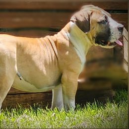 Boy 2 - Boerboel puppy in Naples, New York from Freedom Boerboels LLC
