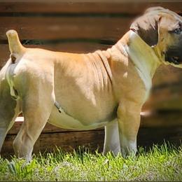Boy 2 - Boerboel puppy in Naples, New York from Freedom Boerboels LLC