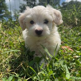 Casper - White male Havanese puppy in Weeki Wachee, Florida from Fluffy Paws Puppies