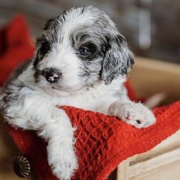Iris - Parti Goldendoodle puppy in Morrow, Ohio from RemiRoodles