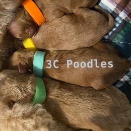 Poodle Puppies from 3C Poodles