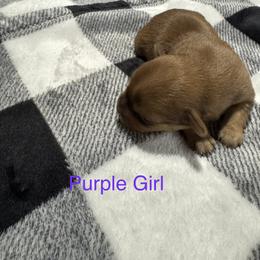 Purple Girl - Black gold and white female Shorkie puppy in San Tan Valley, Arizona from Great Mates