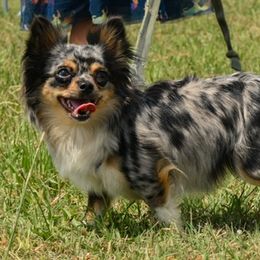 Chihuahuas from Gemstone Chihuahuas
