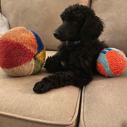 Poodle Puppies from Rhapsody Standard Poodles