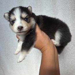 Scarlet - Tri-color female Pomsky puppy in Mc Minnville, Oregon from West Coast Pomskies