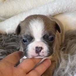 Boston Terrier Puppies from Twist of Faith Farms