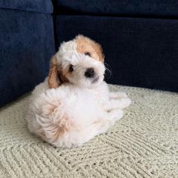 Gregory - Parti male Goldendoodle puppy in Barstow, California from Golden Desert Doodles