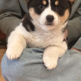 Josie - Black and tan female Pembroke Welsh Corgi puppy in Onalaska, Washington from Shoestring Valley Corgis